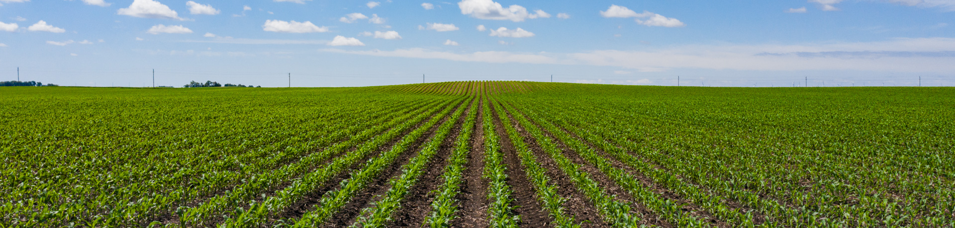 Corn Field