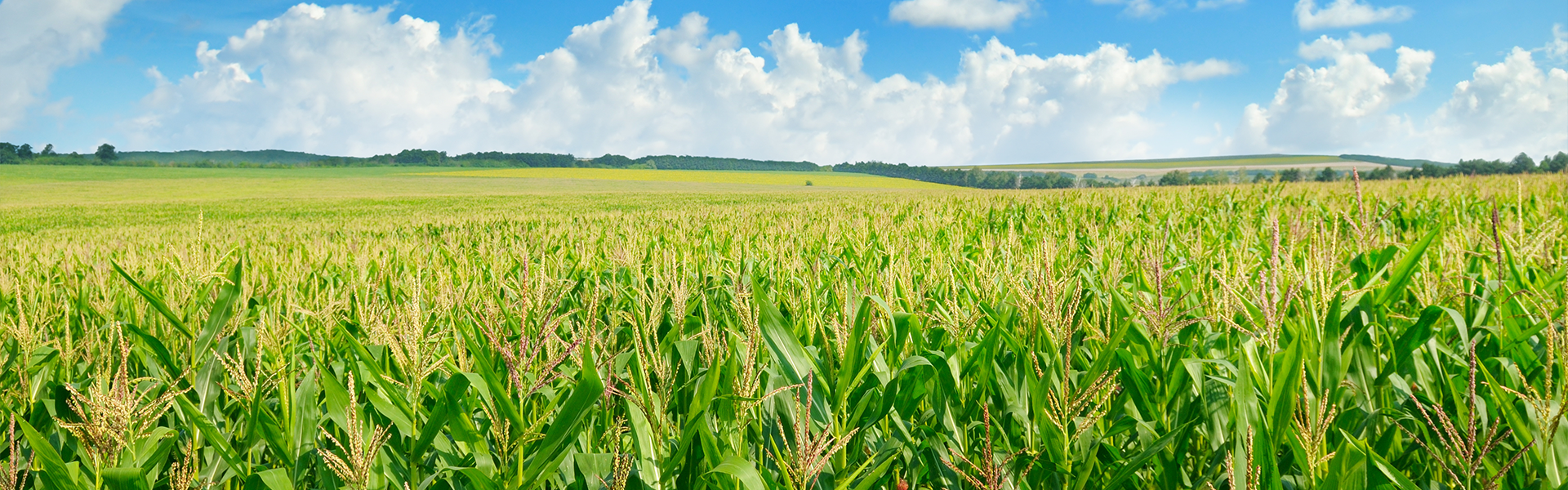 Zero-Carbon Bioethanol